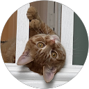 Rosi profile picture
