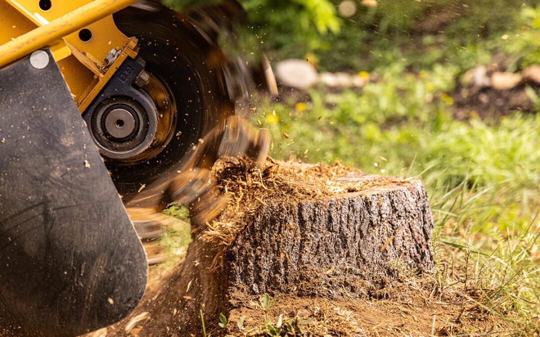 Cutting It Close: The Critical Dos and Don’ts for Safe Tree Removal