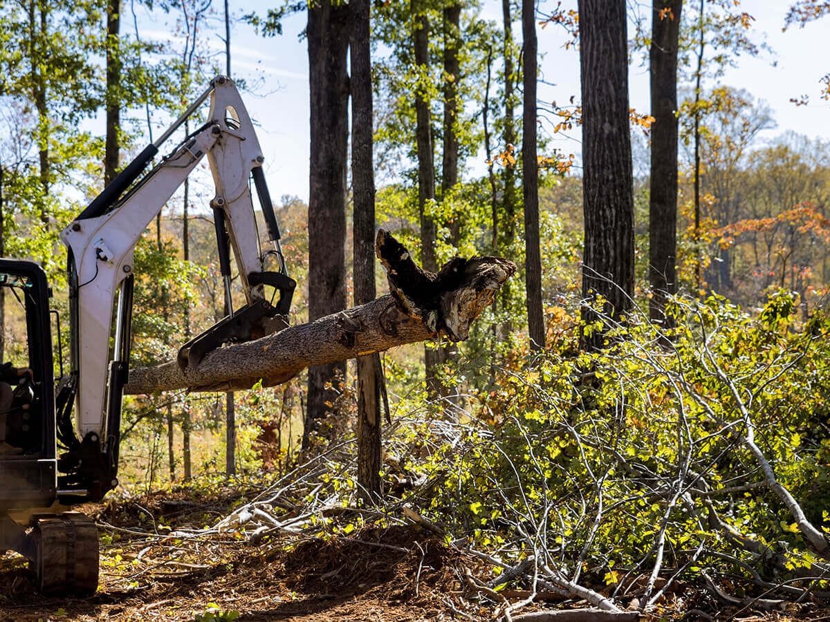 Cutting-It-Close-The-Critical-Dos-and-Don’ts-for-Safe-Tree-Removal