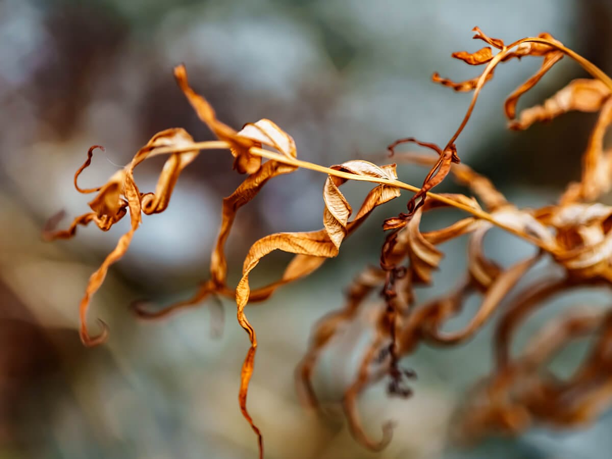 Do-Trees-Ever-Truly-Die-of-Old-Age