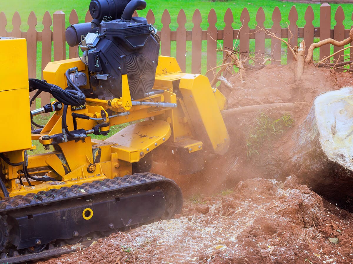 Stump-Grinding-vs.-Total-Removal-Which-is-Best