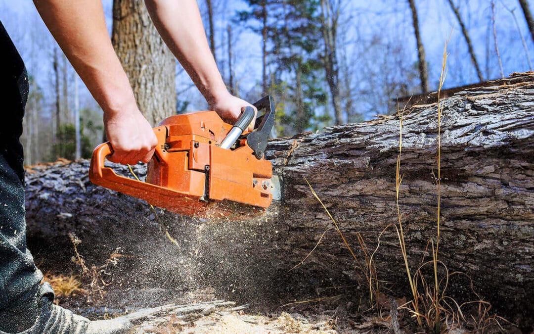 What Causes a Tree to Die? Primary Factors and Triggers