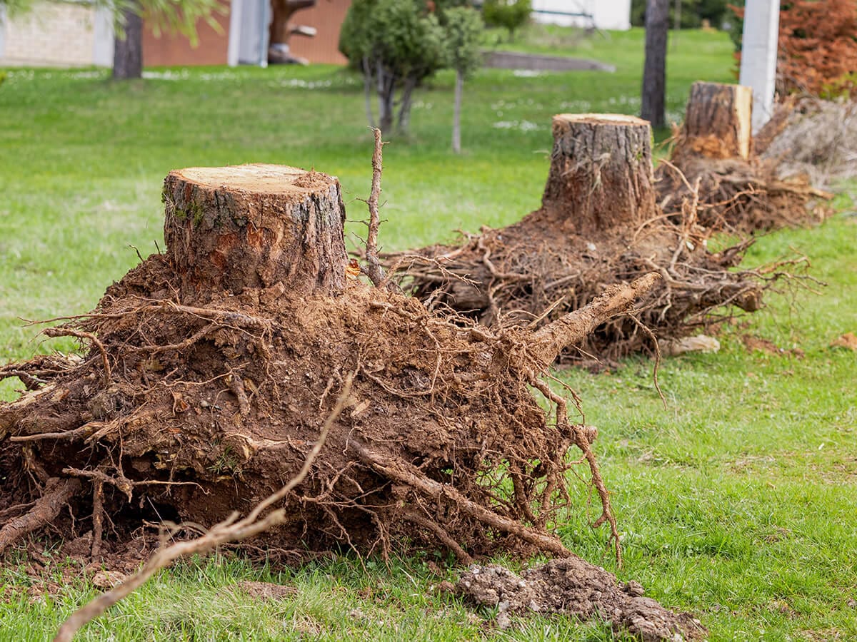 What-Causes-a-Tree-to-Die-Primary-Factors-and-Triggers