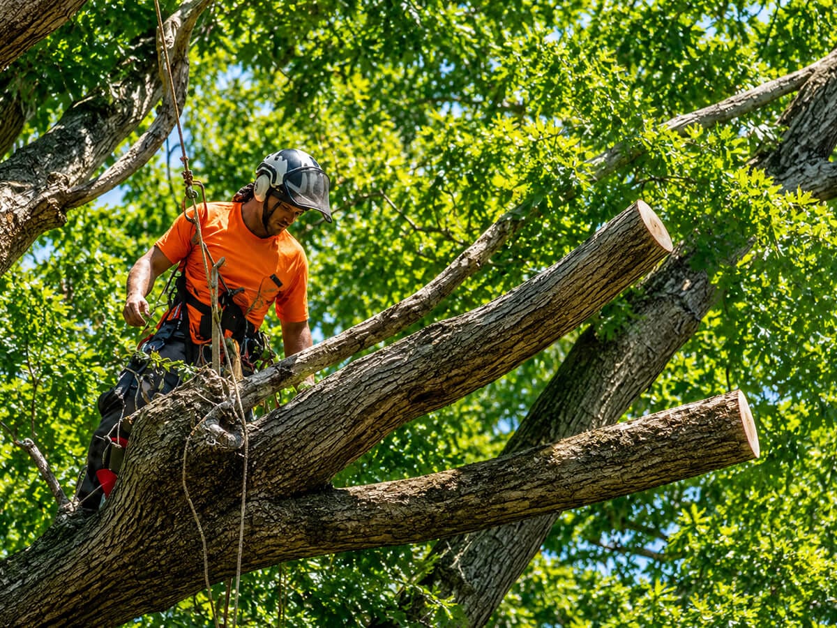 What-Causes-a-Tree-to-Die-Primary-Factors-and-Triggers
