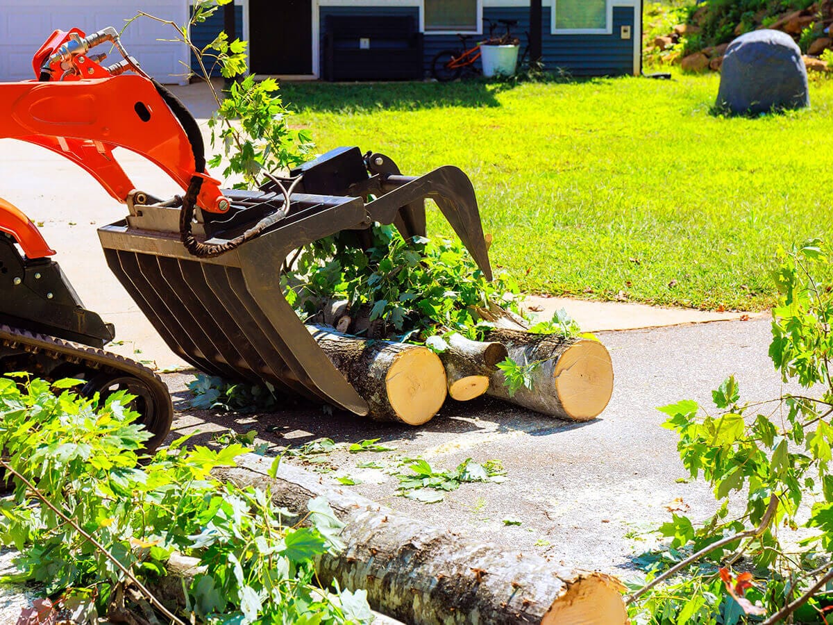 What-Should-You-Do-After-the-Tree-is-Down