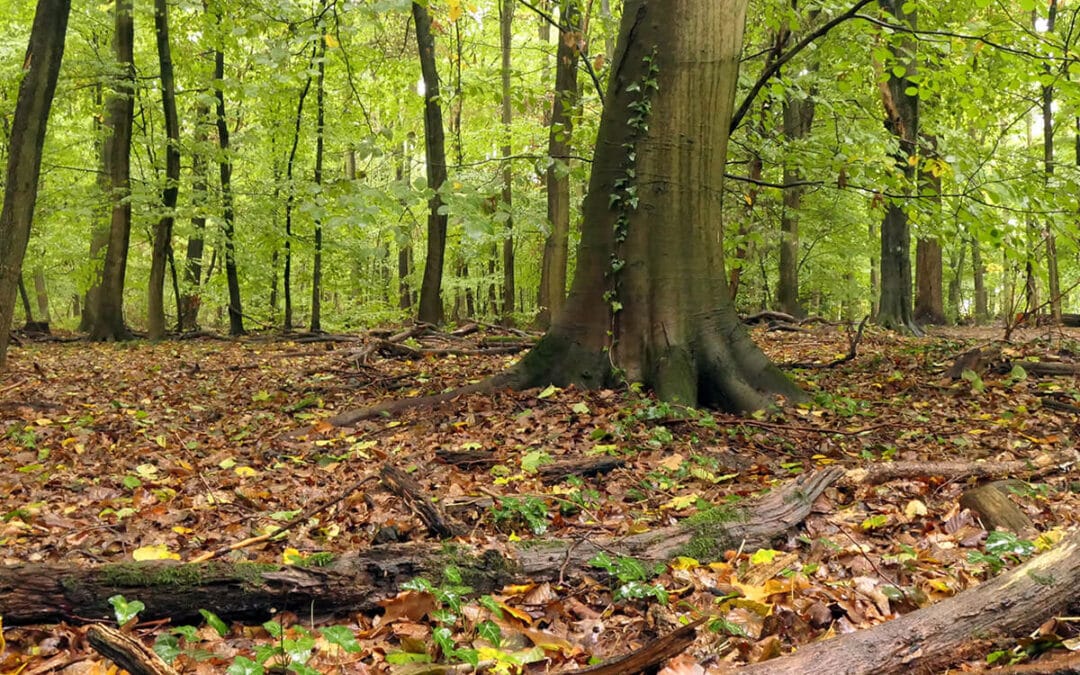 Why Grinding Old Tree Stumps is Essential for Homeowners