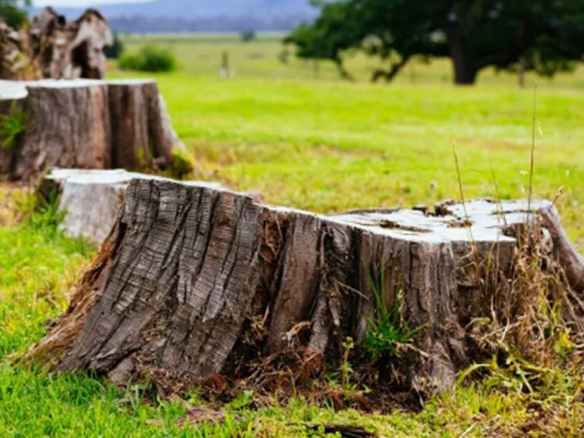 Why-Grinding-Old-Tree-Stumps-is-Essential-for-Homeowners