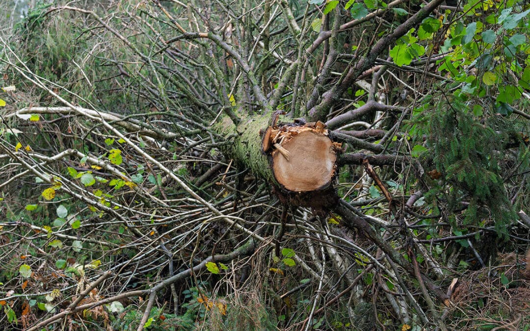 8 Signs Your Tree Needs Professional Crown Reduction